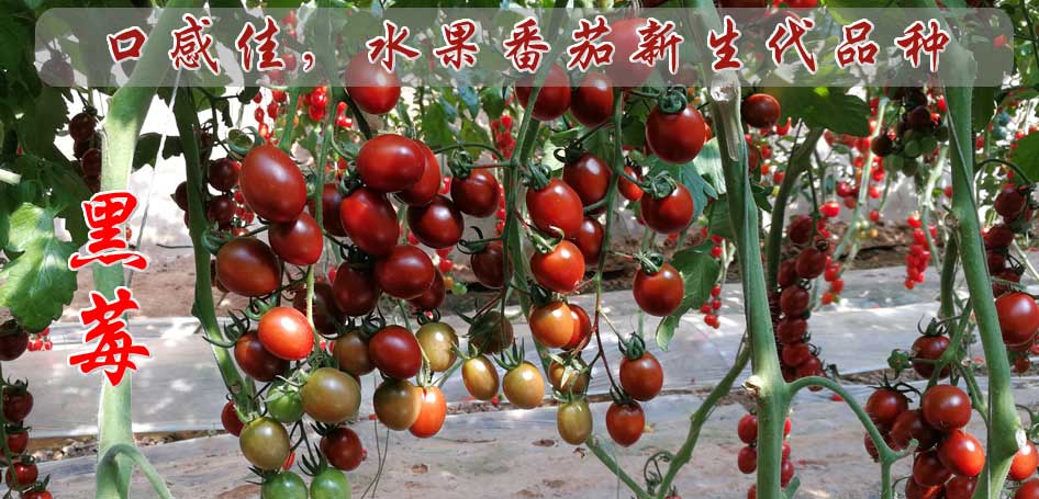 番茄全生育期施肥技术