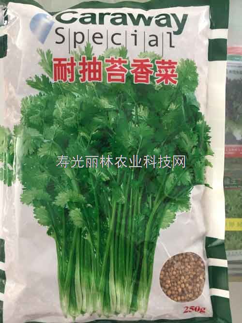 耐抽苔香菜种子