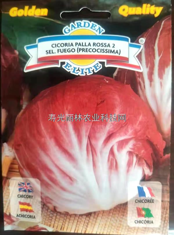 意大利结球红菊苣种子-进口结球菊苣种子