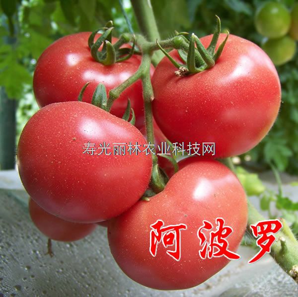 耐热特大粉果番茄种子-阿波罗