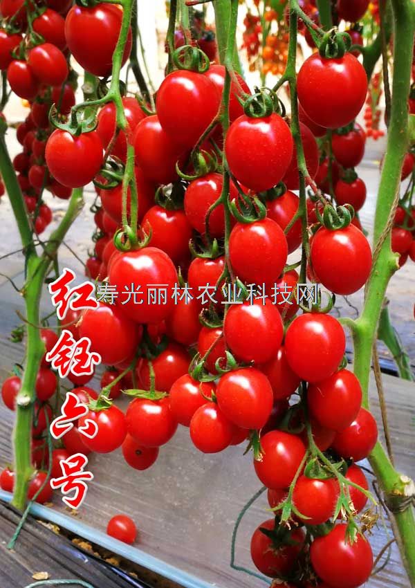 好吃的樱桃番茄种子-红钰六号-口感樱桃番茄种子