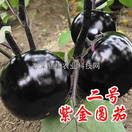 进口高产抗病圆茄种子-紫金2号圆茄种子