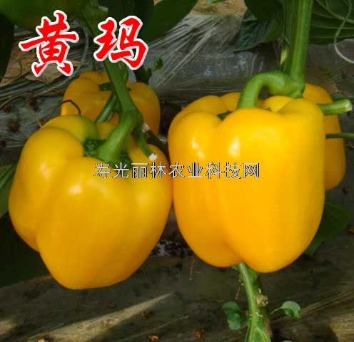 进口黄彩椒种子_黄玛-进口甜椒种子