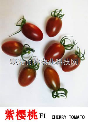 紫千禧番茄种子-紫樱桃番茄种子-口感紫番茄种子