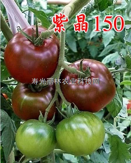 大果形黑番茄种子-紫晶150