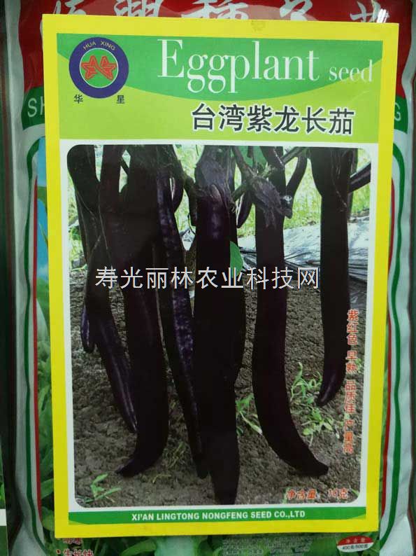 紫黑色线茄种子-台湾紫龙长茄种子