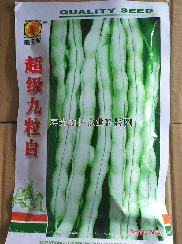 高产白芸豆种子-龙泉超级九粒白芸豆种子