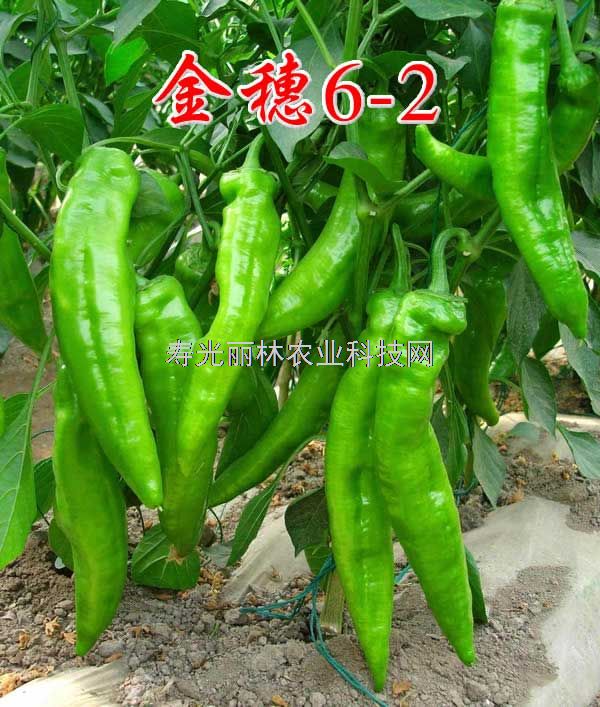 金穗6-2号-青皮特大牛角辣椒种子